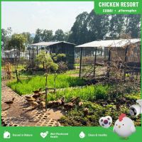 lau-ga-mang-chua-chicken-resort-3 - ảnh nhỏ 2